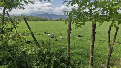 کلبه یک خوابه چوبی فلاح