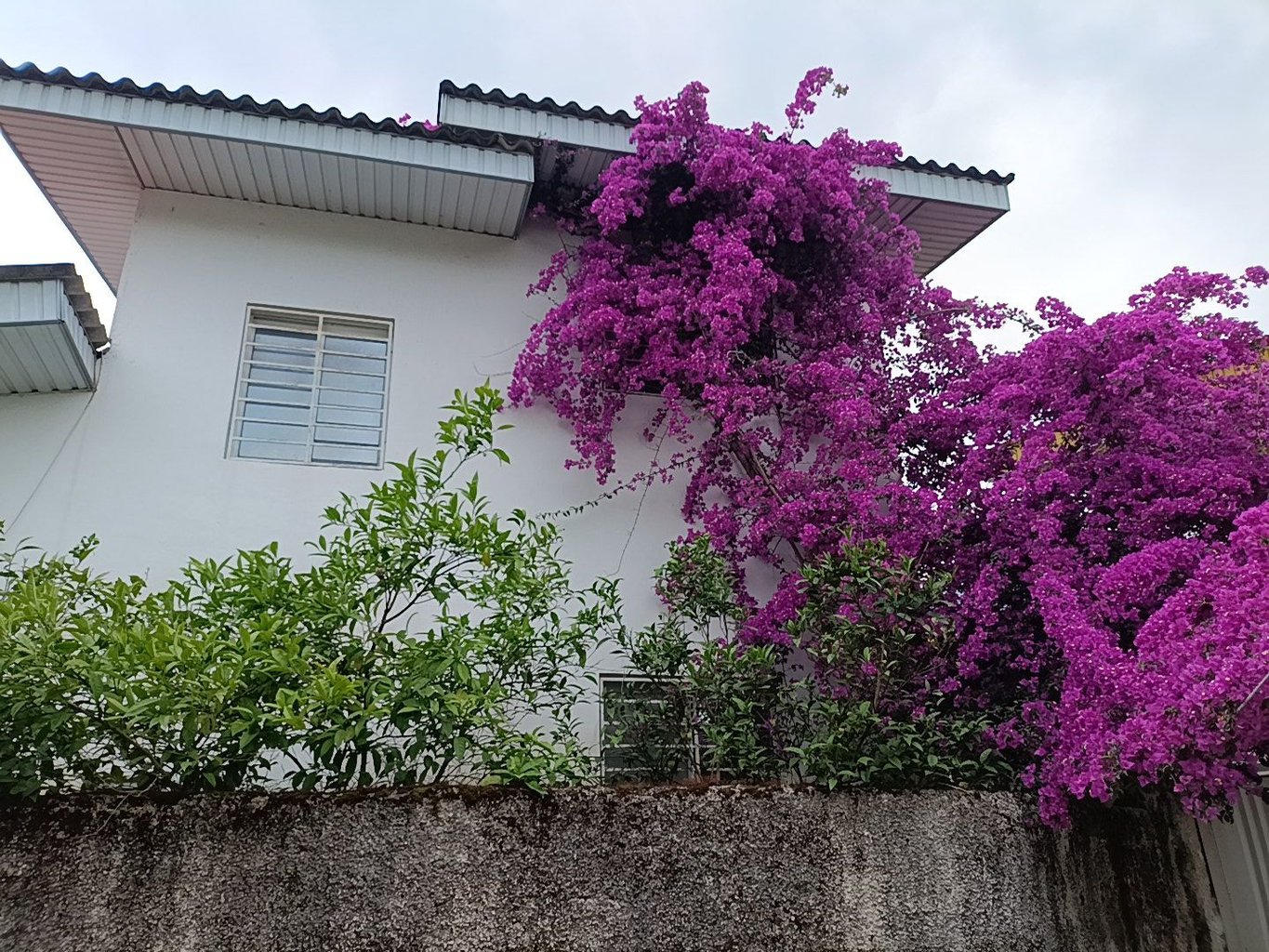 ویلا سه خوابه جنگلی کهنه سرا