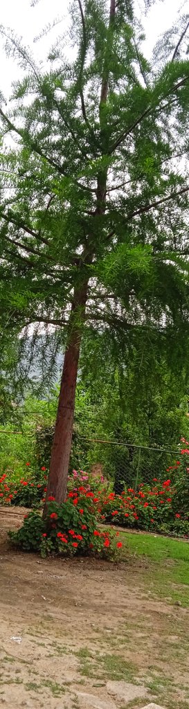 ویلا دوخواب پونه