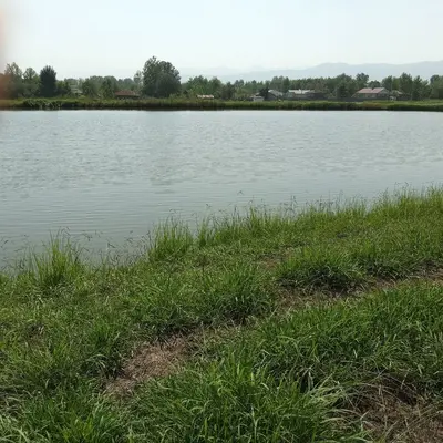 ویلا یک خوابه روستایی سبز