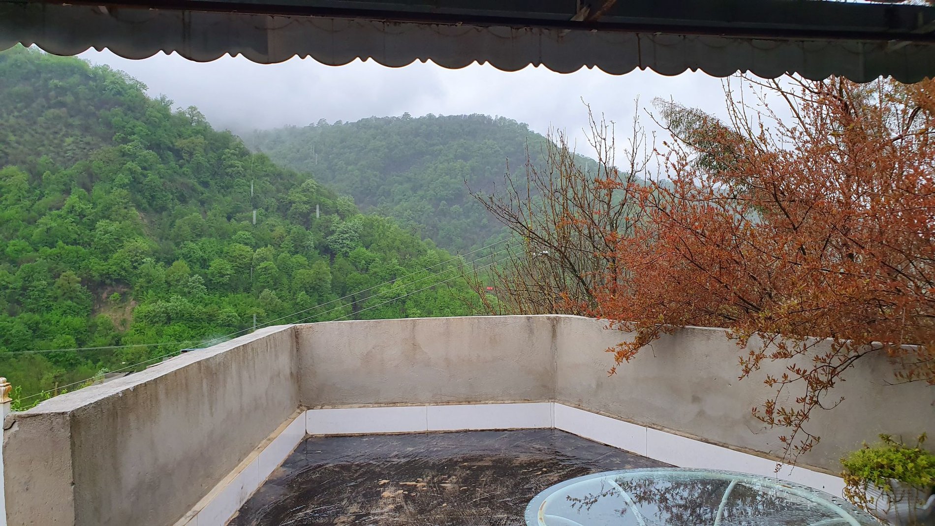 فلت جنگلی نیشاک