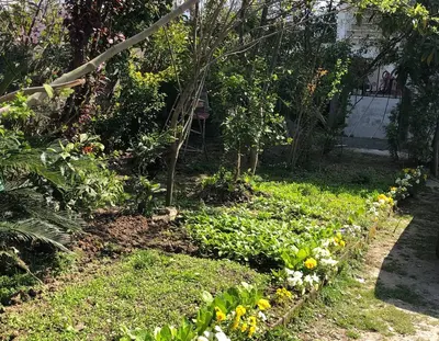 ویلا یک خوابه جنگلی ملکی