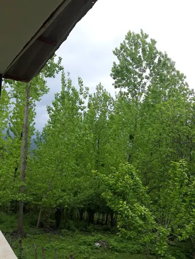 کلبه کلبه جنگلی محمد طاها1