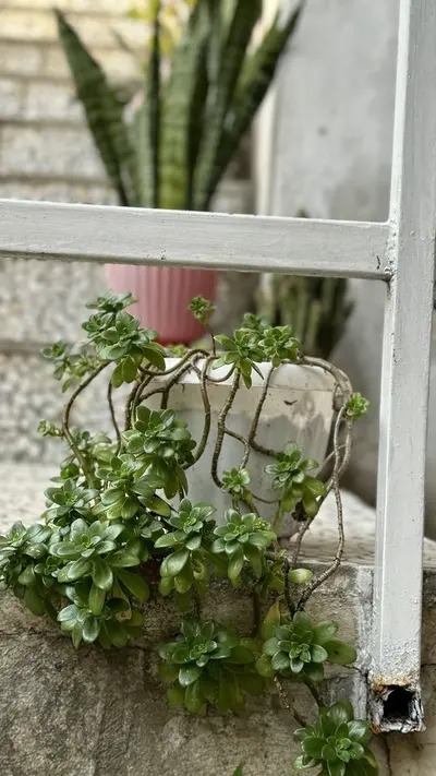 ویلا دوخوابه روستایی بیجار