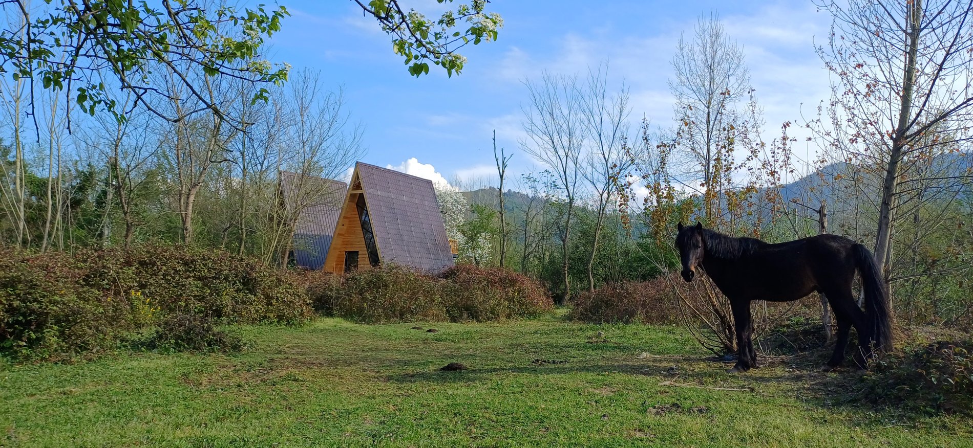 کلبه یک خوابه سوئیسی جنگلی بلوط ۲