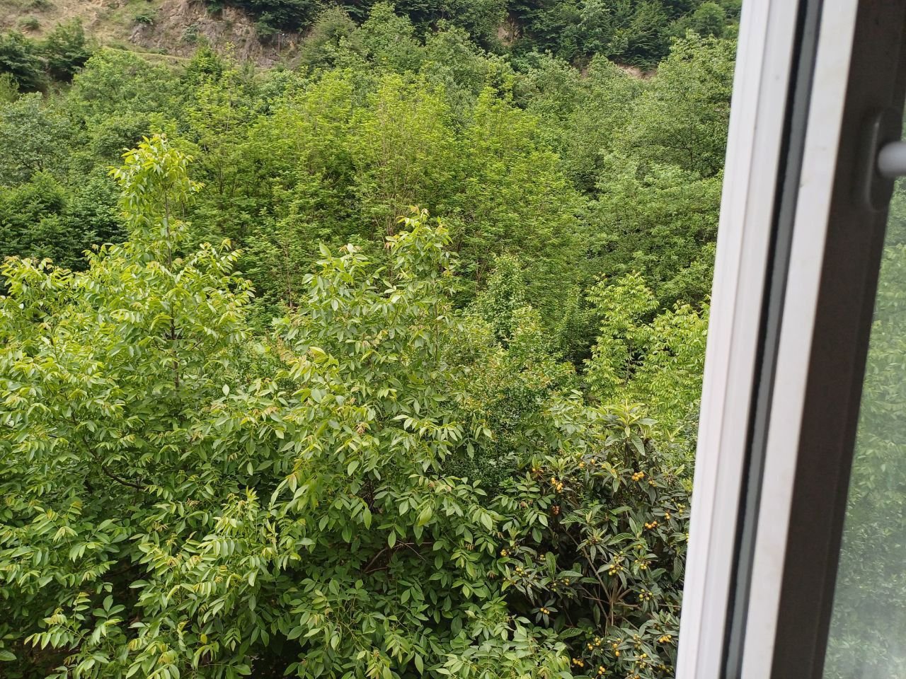 ویلا سه خوابه کامران