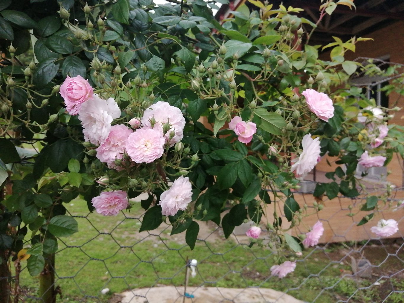 دوخوابه جنگلی کامران