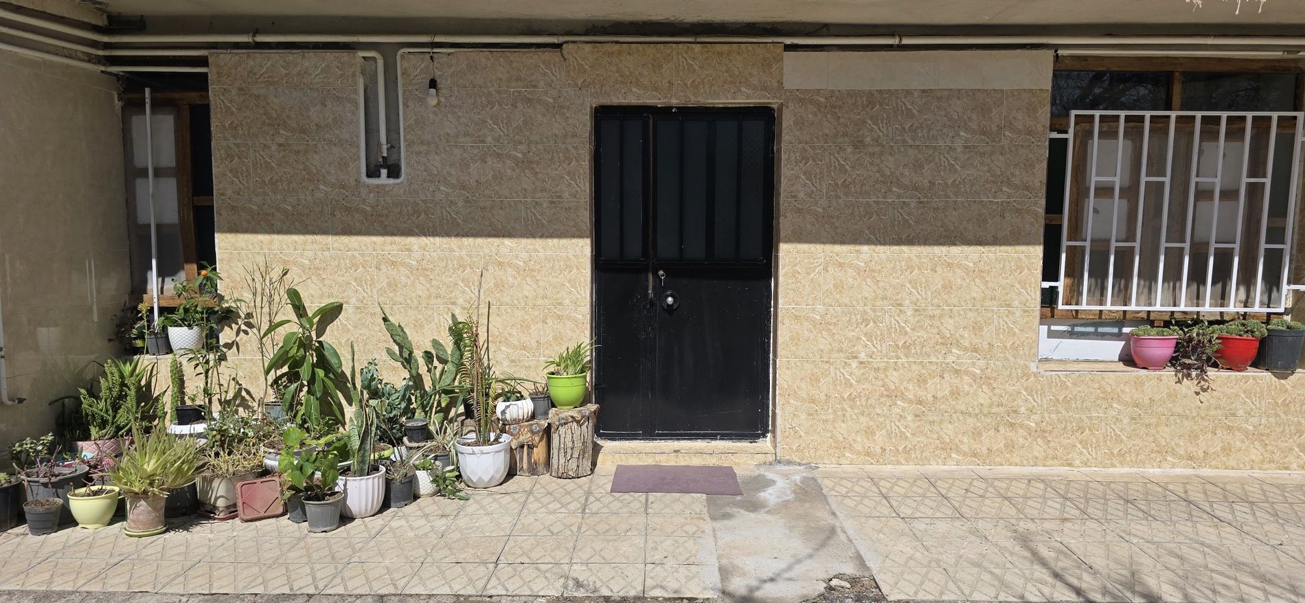 یک خوابه رز طلایی