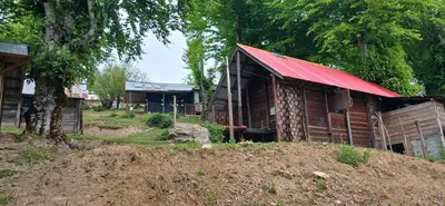 کلبه فلت پامچال