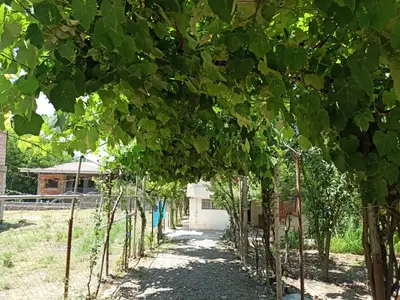 اقامتگاه سنتی عمو صفا - واحد یک