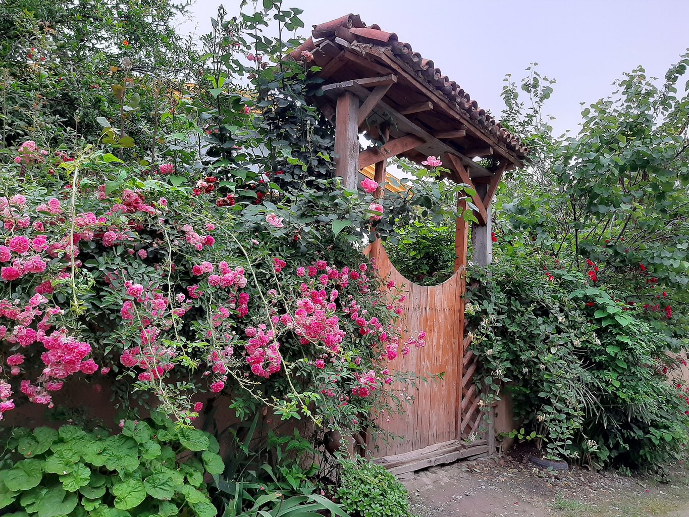 آوش - کلبه کاج، واحدهور