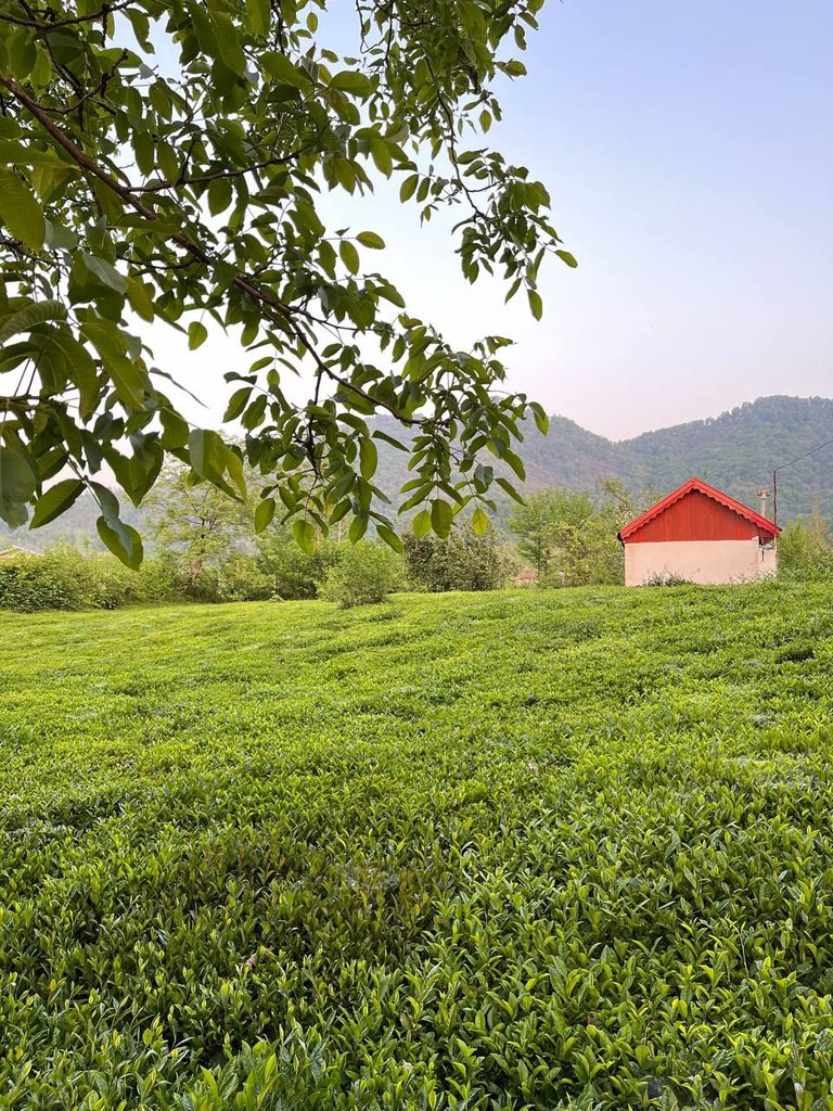 ویلا یک خوابه باغ چای