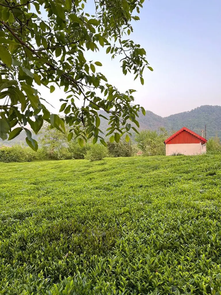 ویلا یک خوابه باغ چای - سوئت وسط باغ چای ویو جنگلی