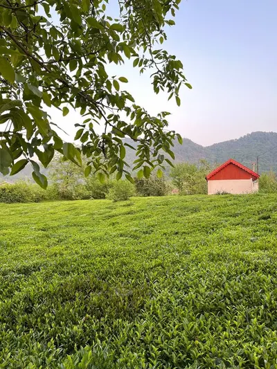 ویلا یک خوابه باغ چای