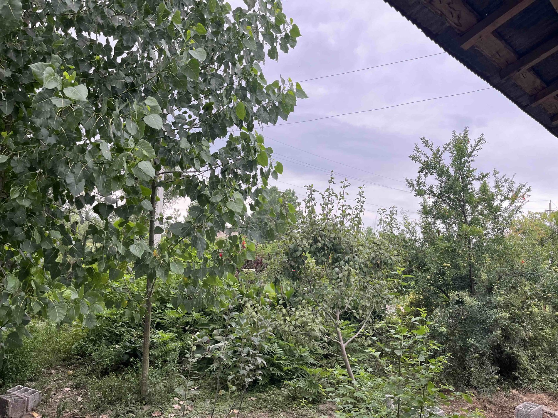 یک خوابه دايان