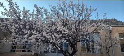 اقامتگاه سنتی سه خوابه زانیار