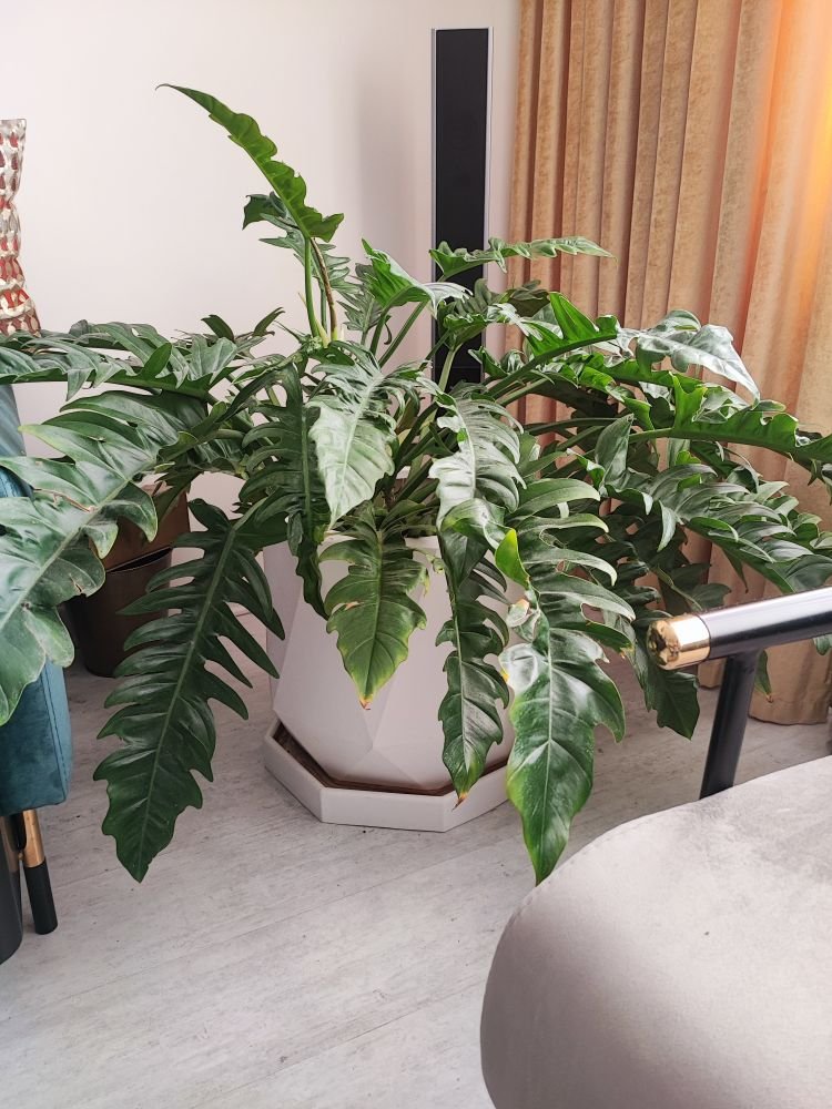 بومگردی مجتمع سعید ۱ - سعید ۱ - دوم