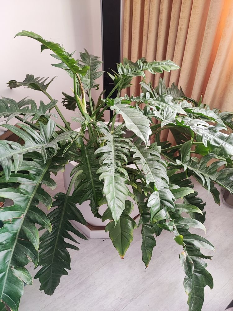 بومگردی مجتمع سعید ۱ - سعید ۱ - دوم