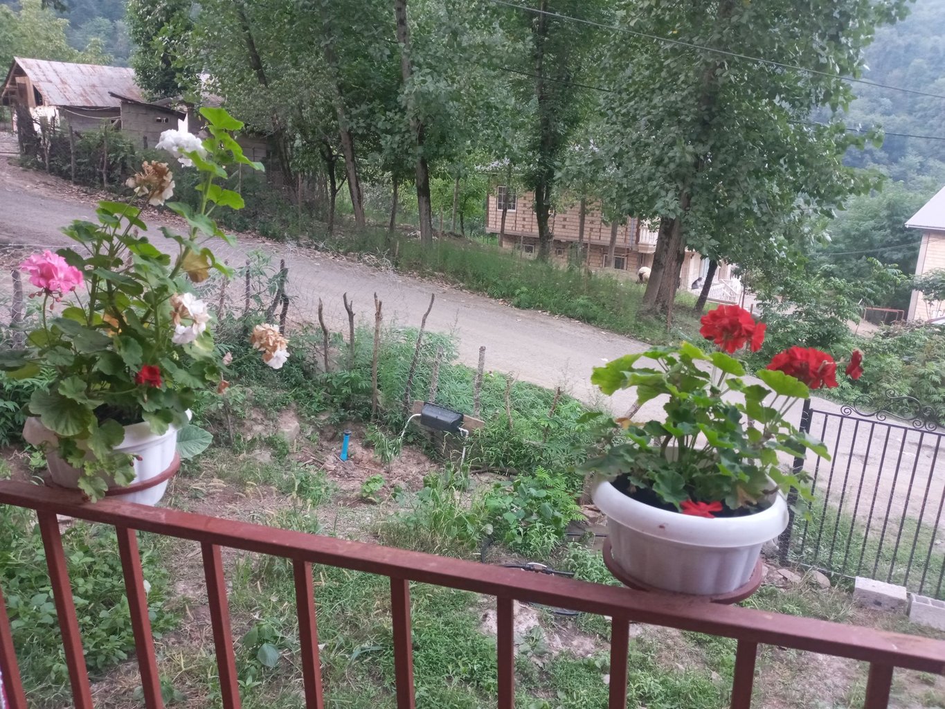 فلت چوبی جنگلی توت نسا