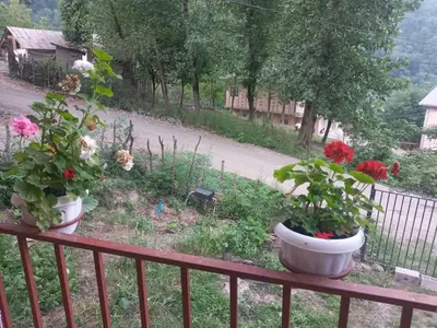 سوئیت فلت چوبی جنگلی توت نسا