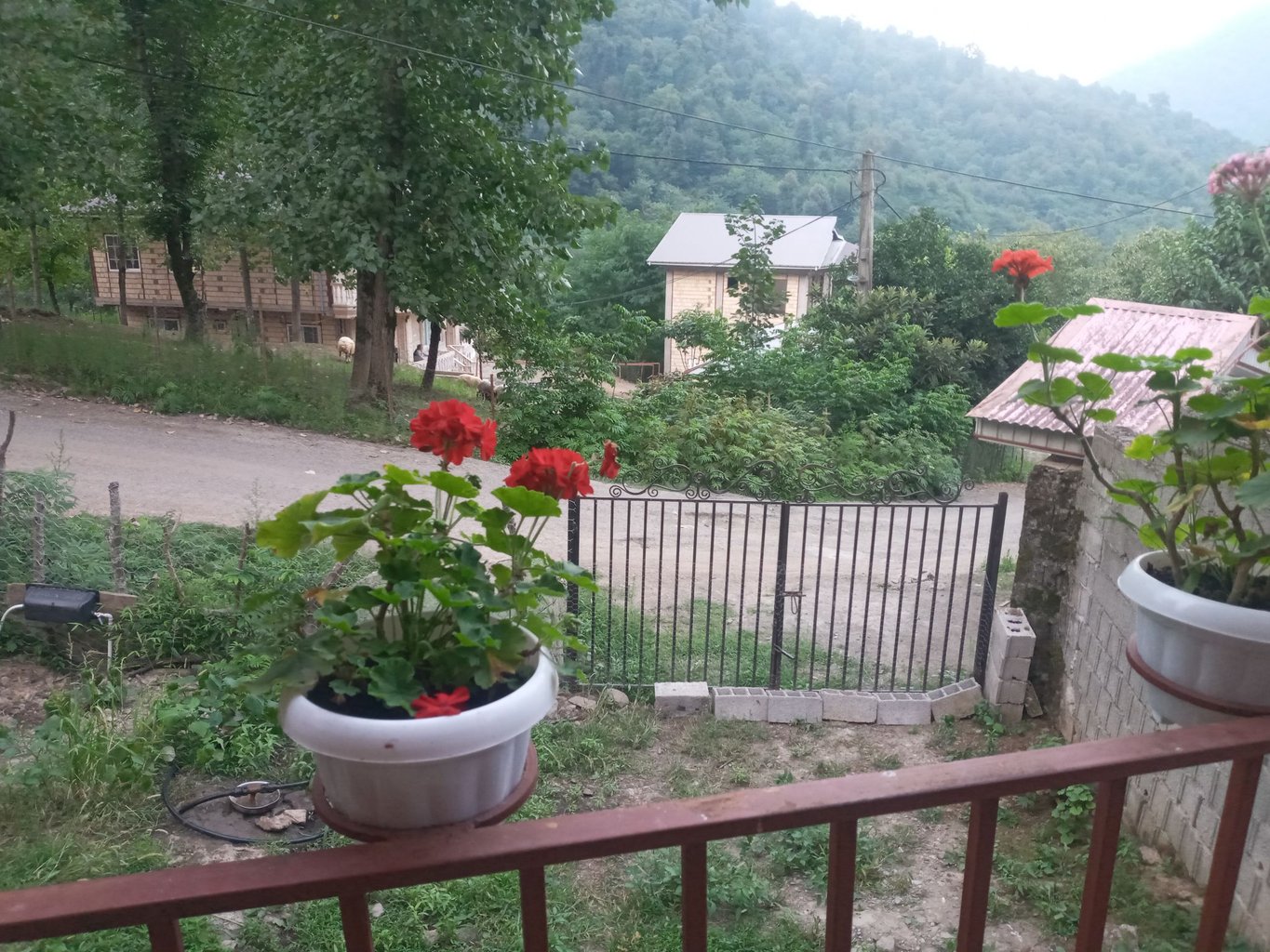 فلت چوبی جنگلی توت نسا