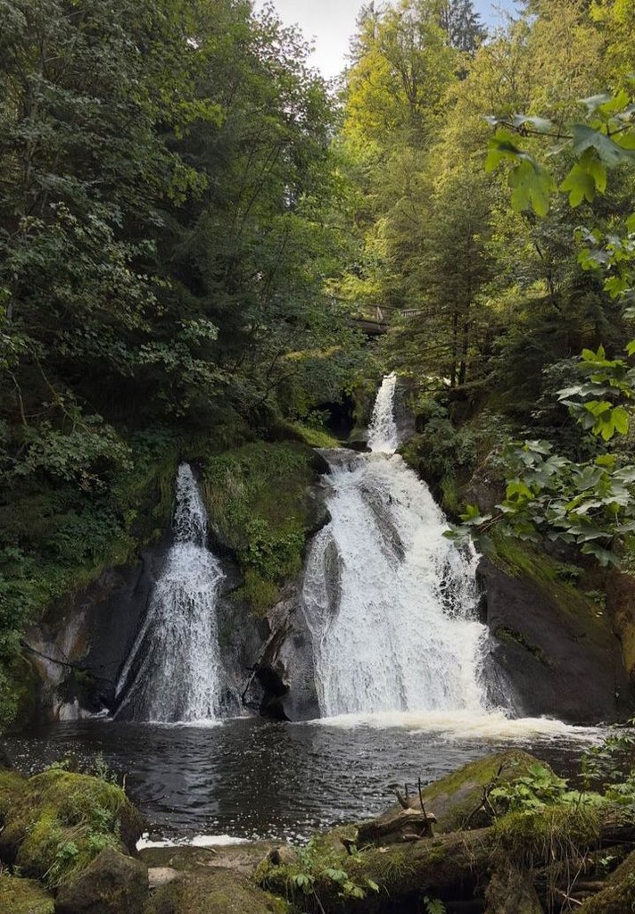 یک خوابه جنگلی فیلبند 1