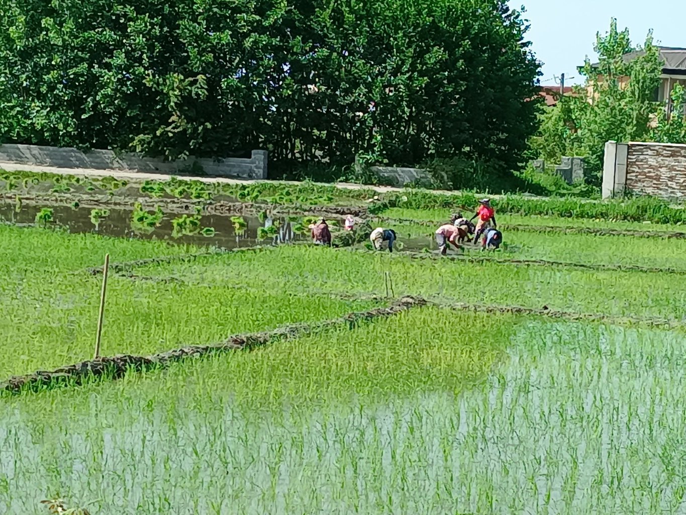 یک خوابه ترنج 8