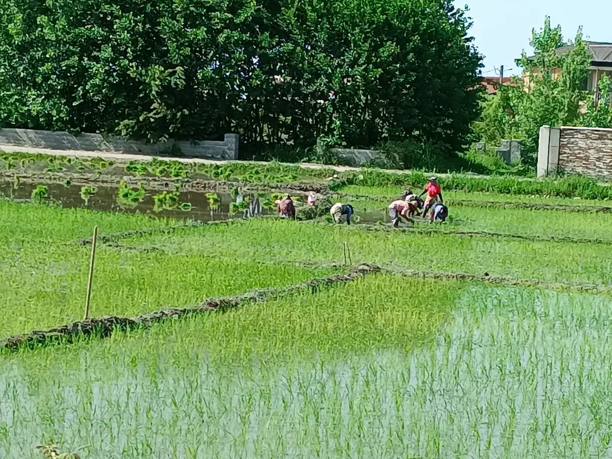 ویلا یک خوابه ترنج 8