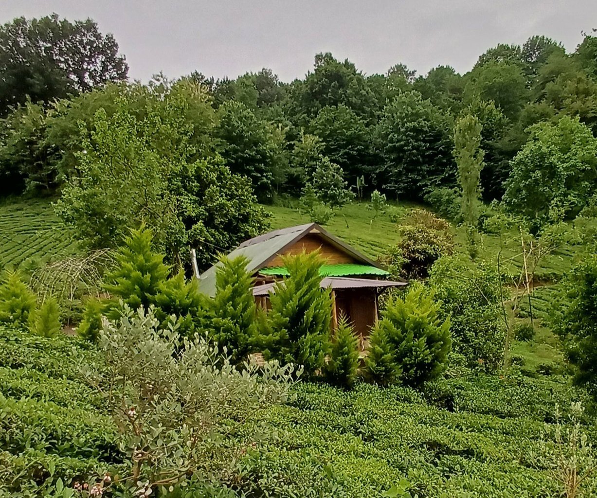 فلت جنگلی دلین