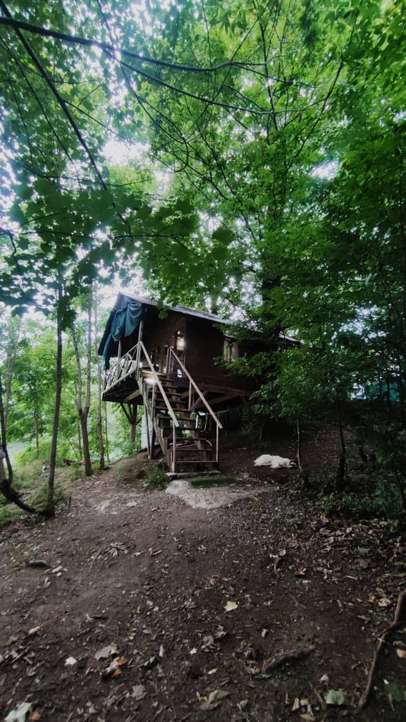 فلت درختی دهکده ما