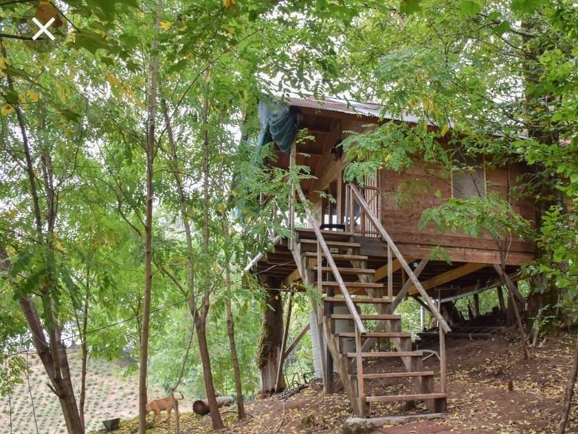 فلت درختی دهکده ما