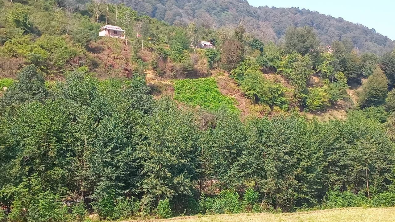 ویلا دوخوابه جنگلی علی1