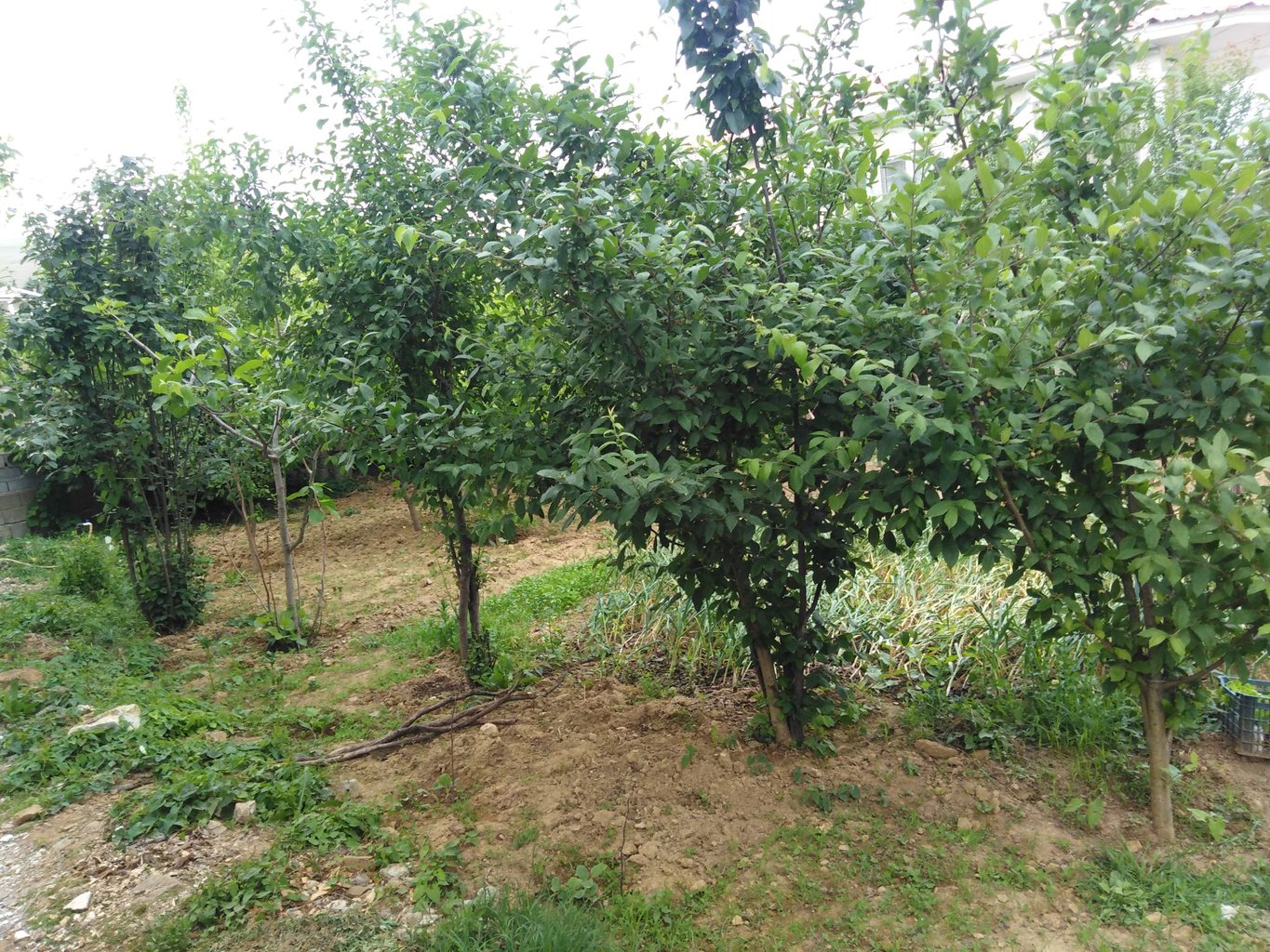 ویلا یک خوابه ویسی واحد شرقی - باغ ویلا مملو از درختان میوه 