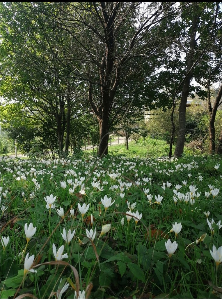 سوئیت فلت باباپور