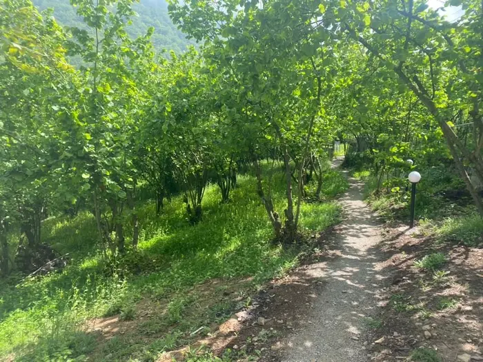 ویلا یک خوابه جنگلی رضا