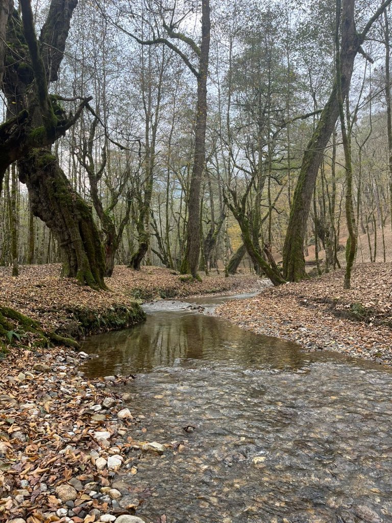 کلبه سیوا - واحد سیکا