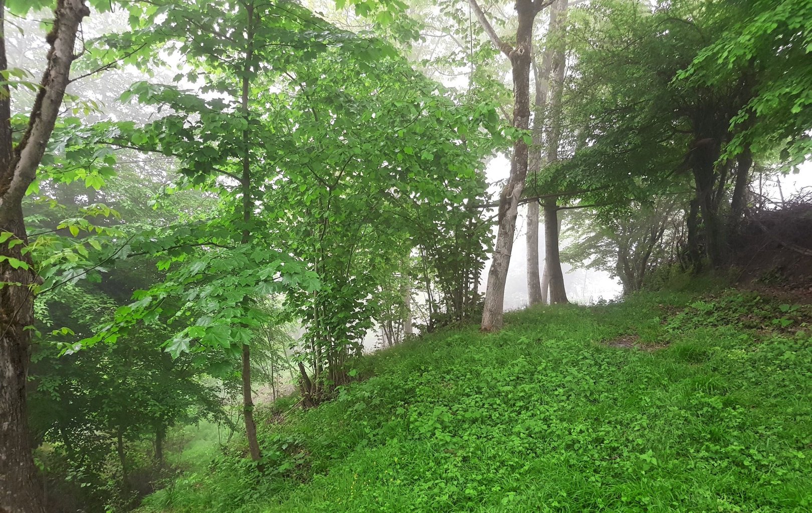 ویلا دوخوابه افشین 1 - گوشه ای از باغ