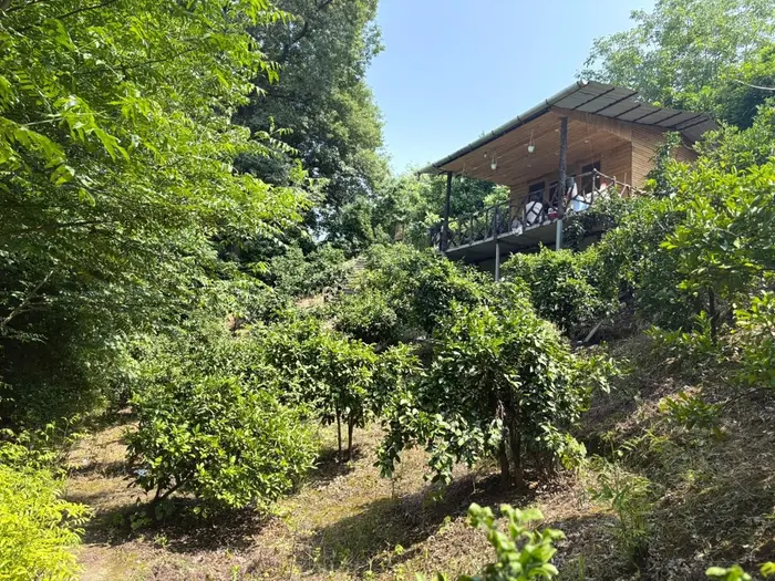 کلبه فلت چوبی آریسا 1