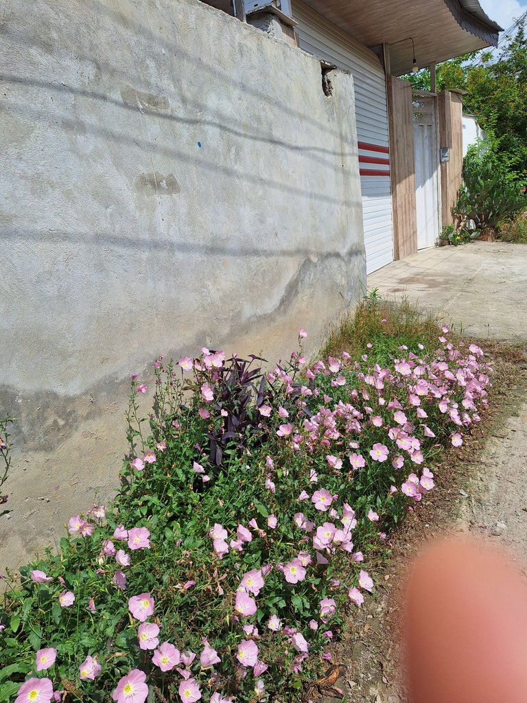 ویلا دو خوابه امیرعلی۱