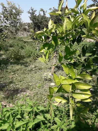 ویلا دوخوابه روستایی بورخیل