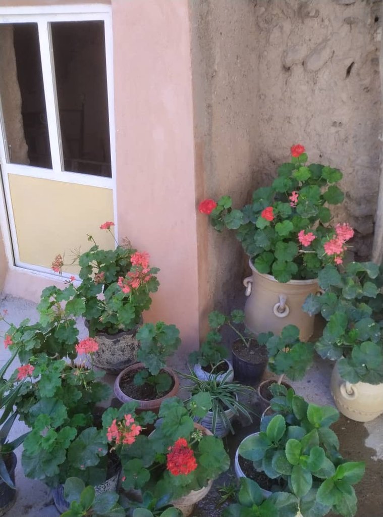 یک خوابه ترنج 9