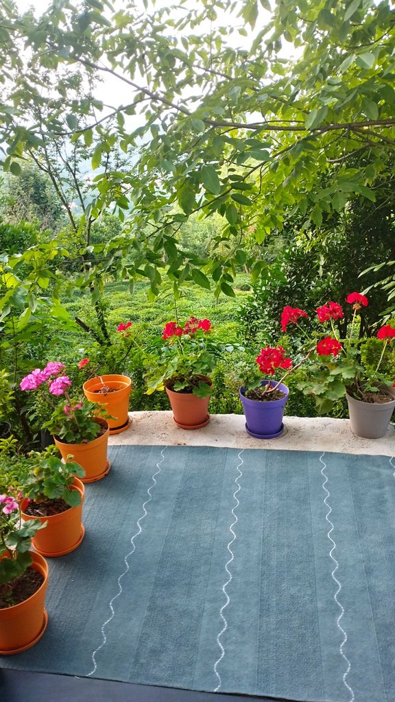 ویلا دوخوابه چای باغ 1 - حیاط چای باغ