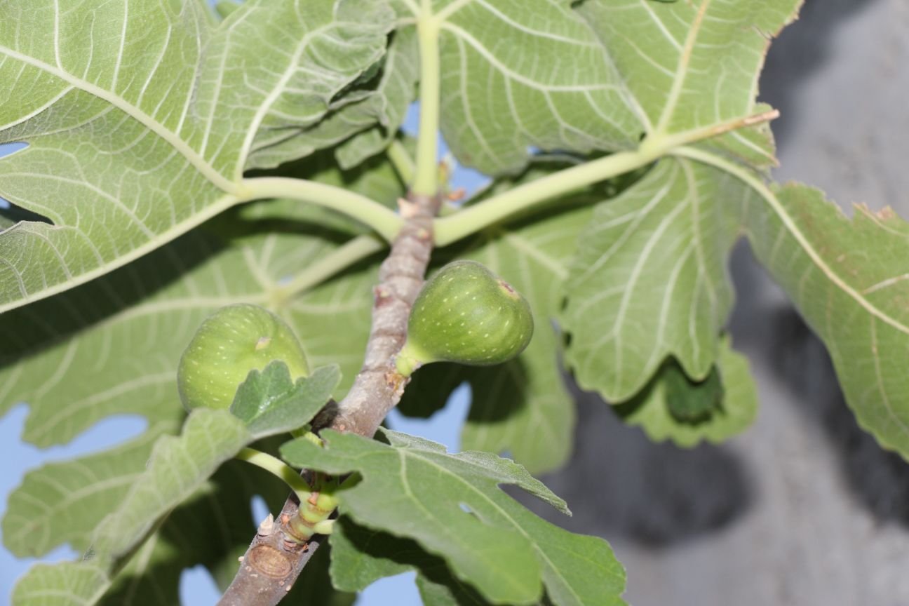 اقامتگاه بومگردی خش - دوتخته غیر مستر