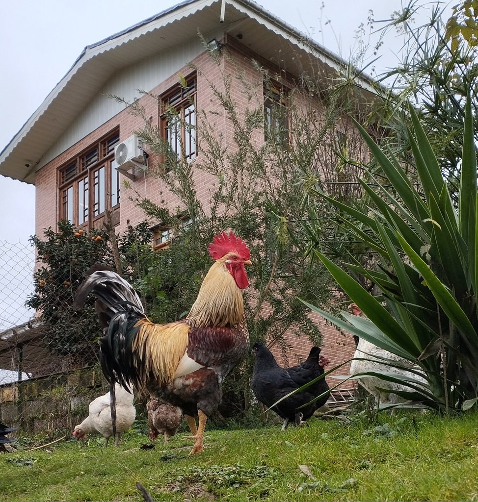 ویلا یک خوابه جنگلی باغ شقایق