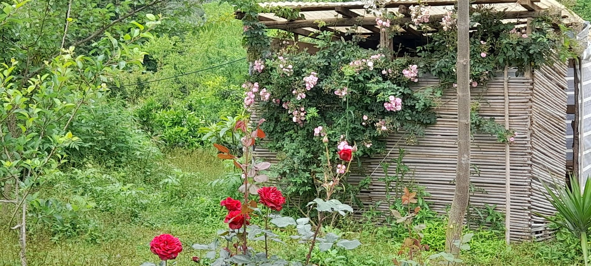 یک خوابه جنگلی باغ شقایق