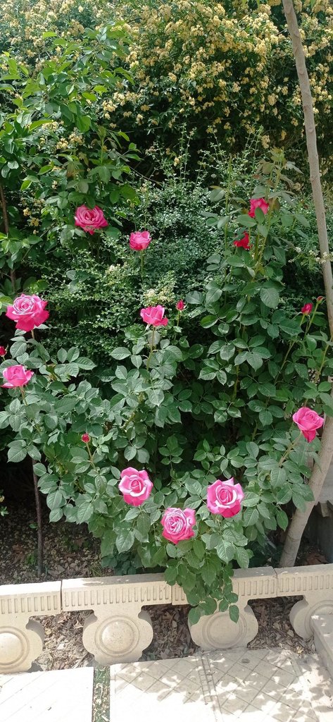 ویلا یک خوابه استخردار آبگرم آرام