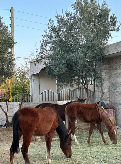 ویلا چهارخوابه استخردار آبگرم عمارت فرح