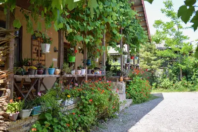 بومگردی دیلمای - واحد ماسو