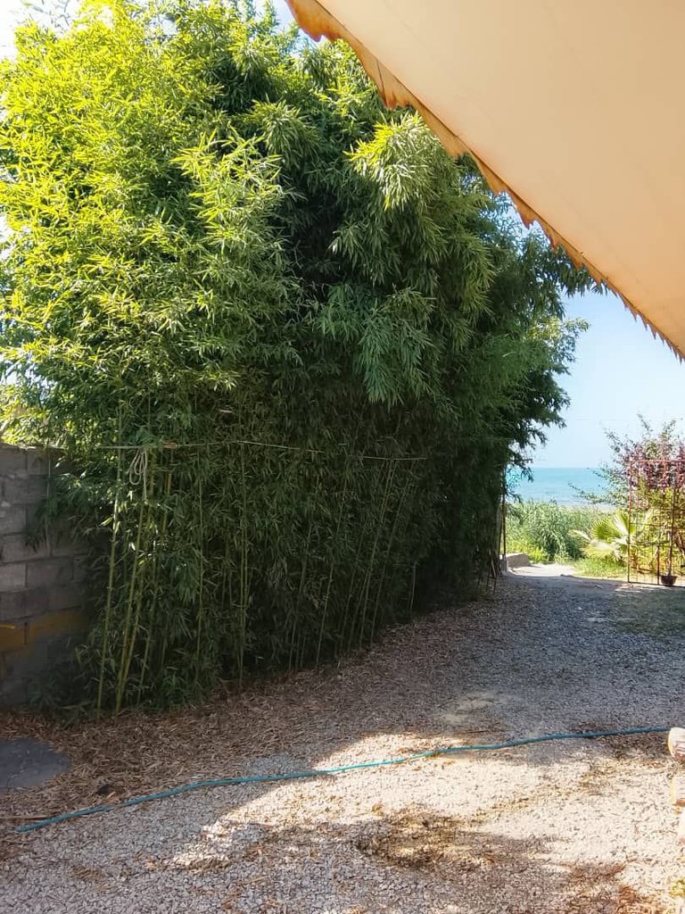 فلت ساحلی پورباقی