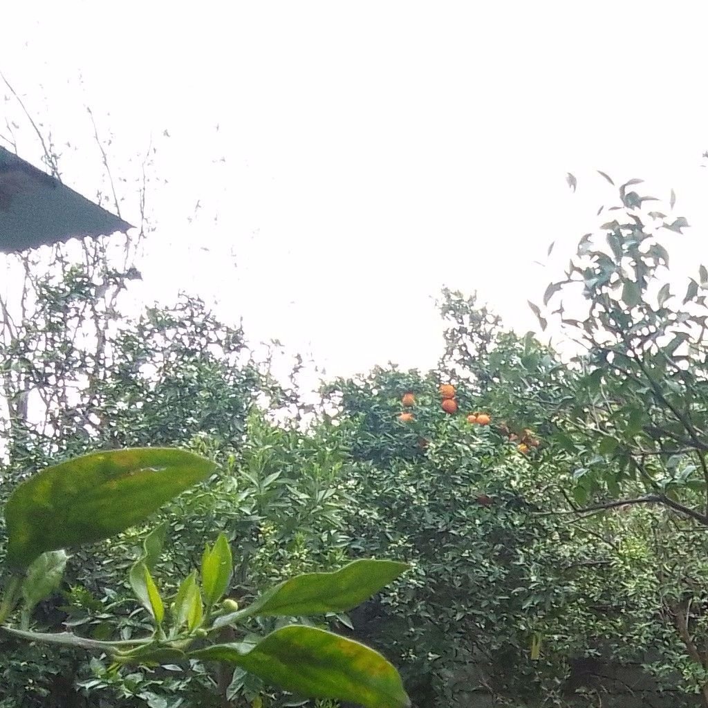 تصویر پروفایل میزبان